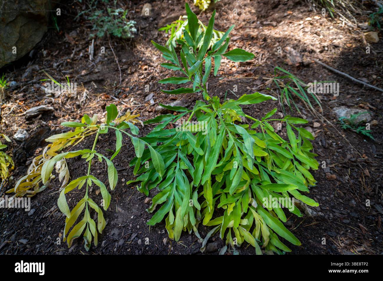 Kohlbaum (Cussonia arborea) blüht im oberen Himalaya von Uttarakhand, Indien, angepasst an das Höhenklima. Stockfoto