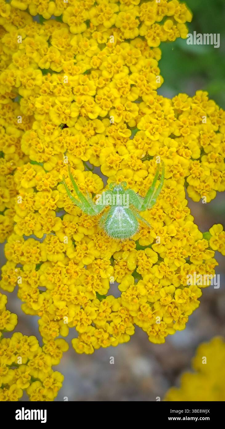 Grüne Spinne, getarnt auf einer gelben Blume Stockfoto