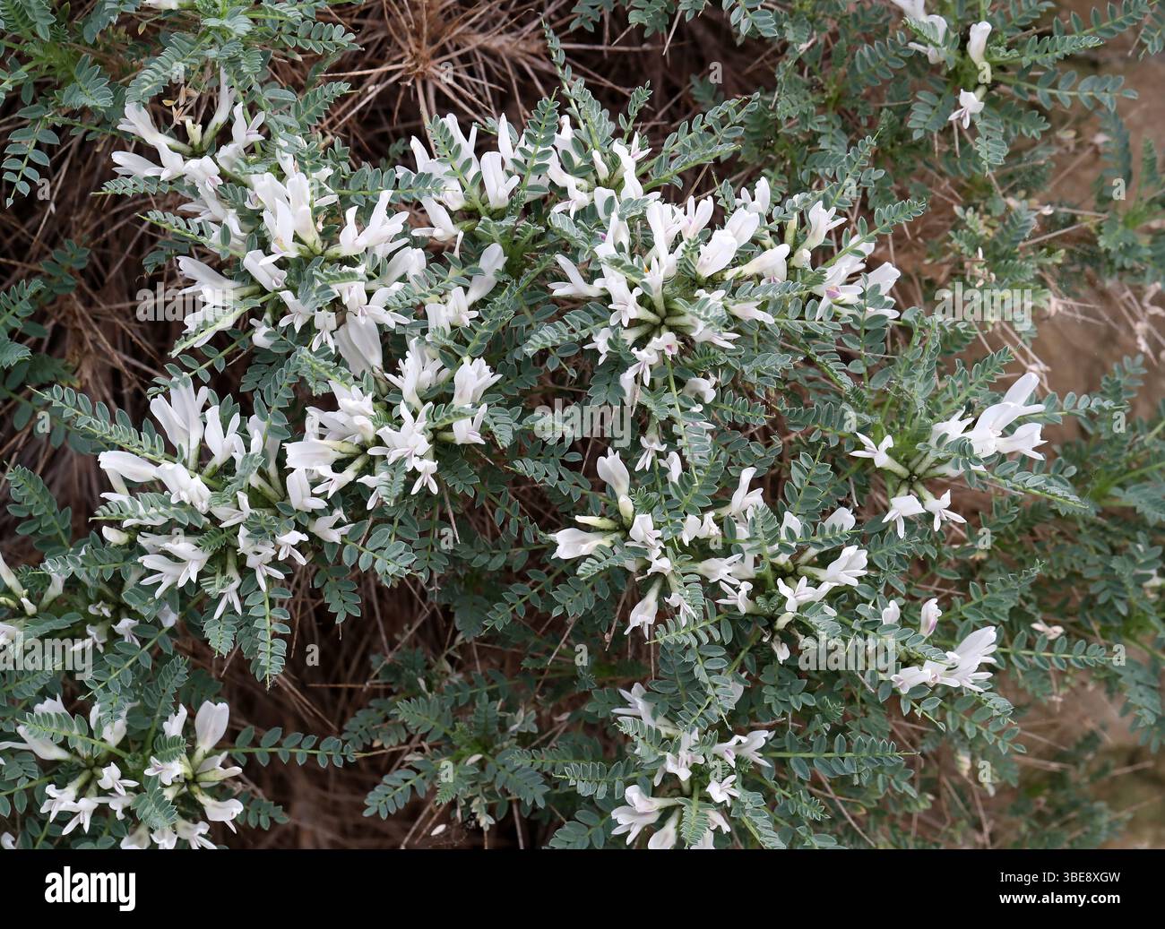 Ziegendornmilchvetch, Ziegendorn, Gum Tragacanth, Algave-GemüseIgel oder Astragale de Marseille, Astragalus tragacantha. Stockfoto