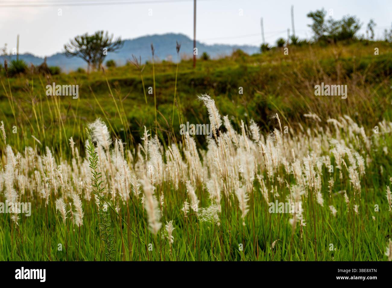 Saccharum Spontaneum, wildes Zuckerrohrgras, schwingt in starken Himalaya-Winden und blüht im alpinen Gelände von Uttarakhand. Stockfoto