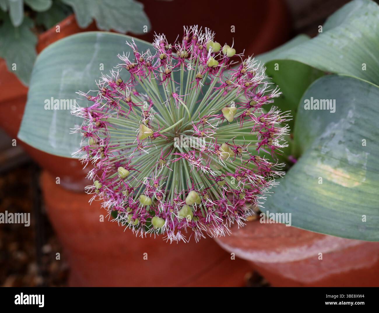 Turkistan-Zwiebel oder Zierzwiebel, Allium karataviense, Amaryllidaceae. Russisch-Zentralasien. Allium karataviense ist eine asiatische Zwiebelart. Stockfoto