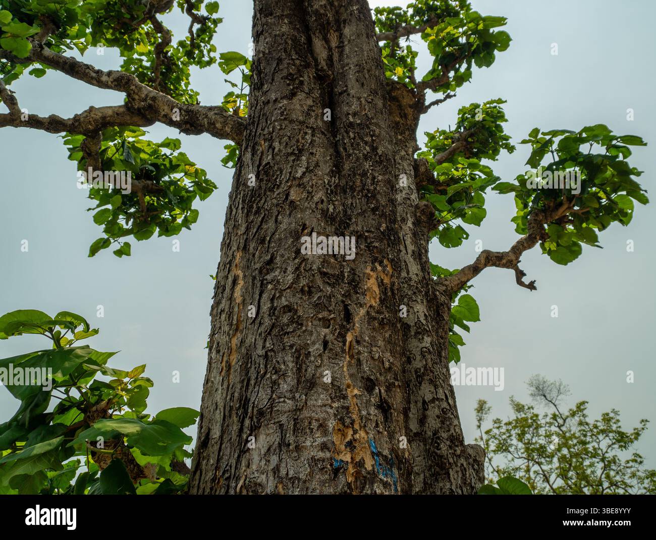 Tectona grandis, der Teakbaum, lebt in den Wäldern von Uttarakhand, bekannt für sein langlebiges Holz und seine breiten Blätter. Stockfoto