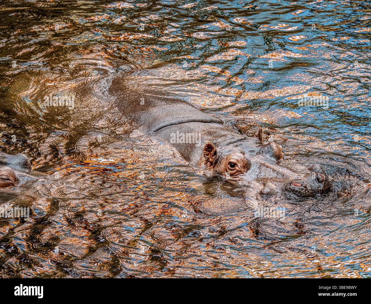 Eine Nahaufnahme eines Nilpferdes, der teilweise in ruhiges Wasser getaucht ist, mit Auge und Kopf sichtbar, mit natürlichen Texturen und Wasserdetails, die einen bieten Stockfoto