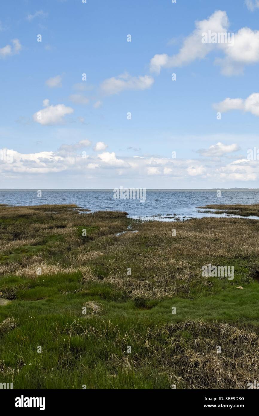 Salzwiesen... Wattenmeer * Cuxhaven-Duhnen * mit Blick auf Neuwerk, Nordseeküste im Niedersächsischen Wattenmeer, Naturlandschaft an der Nordsee. Stockfoto