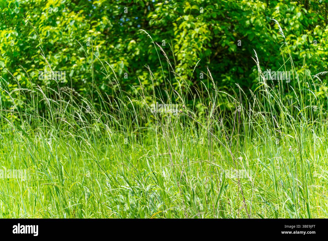 Wiese vor grünen Büschen. Hohe Gräser schweben im Wind vor dichten Büschen. Eine sommerliche natürliche Idylle in üppigem Grün. Stockfoto