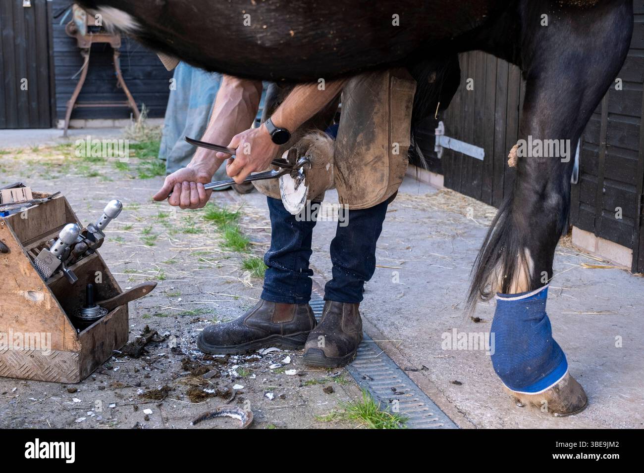 Farrier Check, Trimmen und Ersetzen von Hufeisen am 20. Mai 2025 in Bucknell, Shropshire, Vereinigtes Königreich. Hier schneidet der Farmer, der mit seinem mobilen Geschäft einen Hausbesuch macht, die Hufwand mit Hufzangen ab. Farrier Jim McKnight ist ein Dip WCF-qualifizierter Spezialist für Pferdehaltung. Neben dem Trimmen und Anpassen von Hufeisen kombiniert der Farrier Schmiedefähigkeiten mit anatomischen und physiologischen Kenntnissen, um die Füße und unteren Gliedmaßen des Pferdes zu pflegen und so jedem einzelnen Pferd Komfort zu bieten. Stockfoto Farrier Check, Trimmen und Ersetzen von Hufeisen am 20. Mai 2025 in Bucknell, Shropshire, Vereinigtes Königreich. Hier schneidet der Farmer, der mit seinem mobilen Geschäft einen Hausbesuch macht, die Hufwand mit Hufzangen ab. Farrier Jim McKnight ist ein Dip WCF-qualifizierter Spezialist für Pferdehaltung. Neben dem Trimmen und Anpassen von Hufeisen kombiniert der Farrier Schmiedefähigkeiten mit anatomischen und physiologischen Kenntnissen, um die Füße und unteren Gliedmaßen des Pferdes zu pflegen und so jedem einzelnen Pferd Komfort zu bieten. Stockfoto