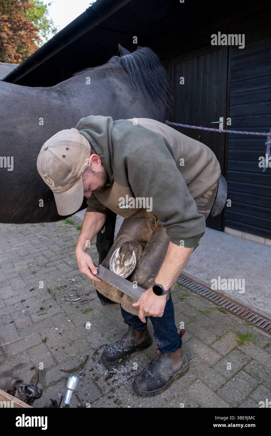 Farrier Check, Trimmen und Ersetzen von Hufeisen am 20. Mai 2025 in Bucknell, Shropshire, Vereinigtes Königreich. Hier reißt der Farmer, der mit seinem mobilen Geschäft einen Hausbesuch macht, nach dem Trimmen mit einer Raspel das Huffleisch ab. Farrier Jim McKnight ist ein Dip WCF-qualifizierter Spezialist für Pferdehaltung. Neben dem Trimmen und Anpassen von Hufeisen kombiniert der Farrier Schmiedefähigkeiten mit anatomischen und physiologischen Kenntnissen, um die Füße und unteren Gliedmaßen des Pferdes zu pflegen und so jedem einzelnen Pferd Komfort zu bieten. Stockfoto