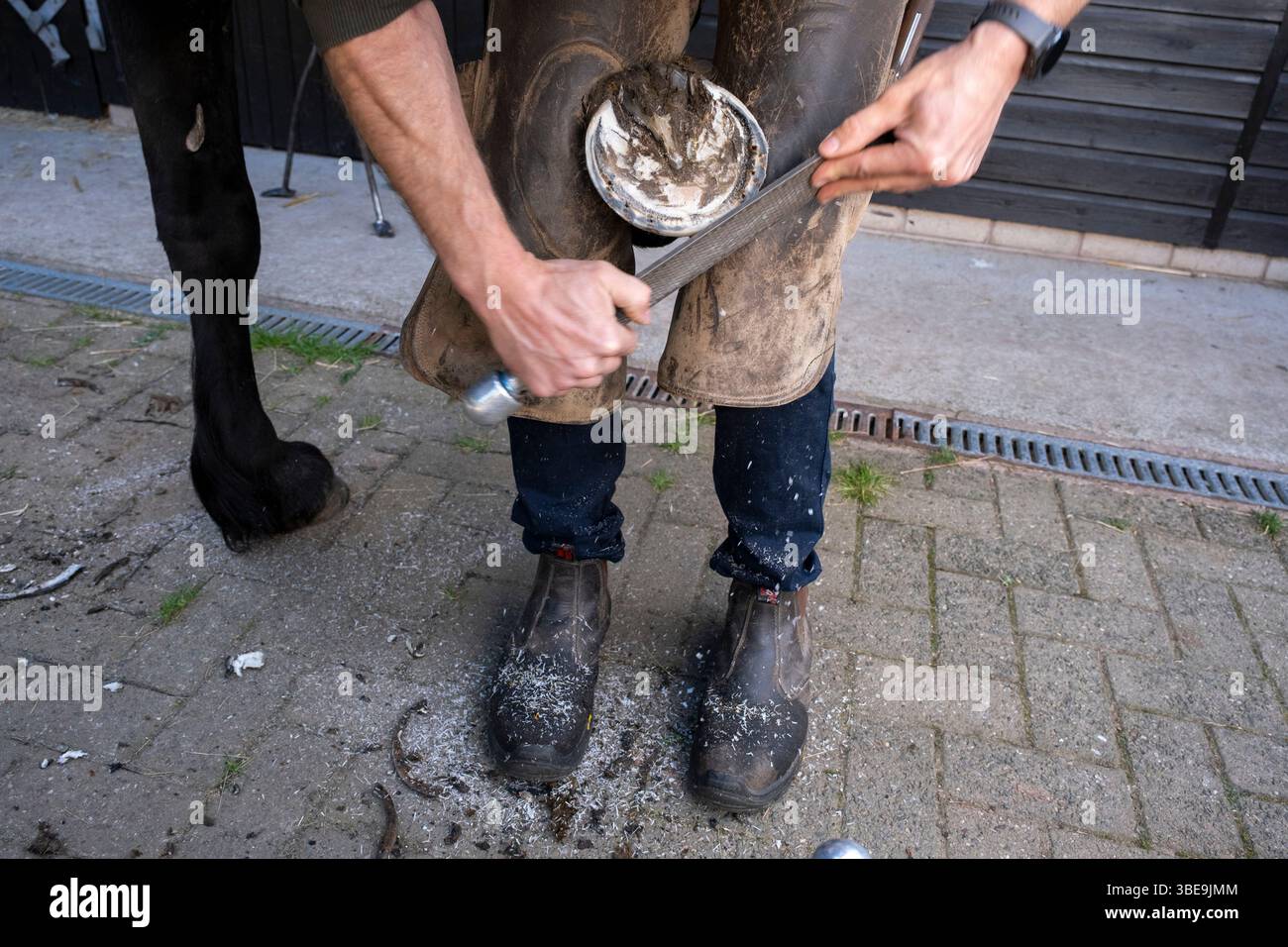 Farrier Check, Trimmen und Ersetzen von Hufeisen am 20. Mai 2025 in Bucknell, Shropshire, Vereinigtes Königreich. Hier reißt der Farmer, der mit seinem mobilen Geschäft einen Hausbesuch macht, nach dem Trimmen mit einer Raspel das Huffleisch ab. Farrier Jim McKnight ist ein Dip WCF-qualifizierter Spezialist für Pferdehaltung. Neben dem Trimmen und Anpassen von Hufeisen kombiniert der Farrier Schmiedefähigkeiten mit anatomischen und physiologischen Kenntnissen, um die Füße und unteren Gliedmaßen des Pferdes zu pflegen und so jedem einzelnen Pferd Komfort zu bieten. Stockfoto Farrier Check, Trimmen und Ersetzen von Hufeisen am 20. Mai 2025 in Bucknell, Shropshire, Vereinigtes Königreich. Hier reißt der Farmer, der mit seinem mobilen Geschäft einen Hausbesuch macht, nach dem Trimmen mit einer Raspel das Huffleisch ab. Farrier Jim McKnight ist ein Dip WCF-qualifizierter Spezialist für Pferdehaltung. Neben dem Trimmen und Anpassen von Hufeisen kombiniert der Farrier Schmiedefähigkeiten mit anatomischen und physiologischen Kenntnissen, um die Füße und unteren Gliedmaßen des Pferdes zu pflegen und so jedem einzelnen Pferd Komfort zu bieten. Stockfoto