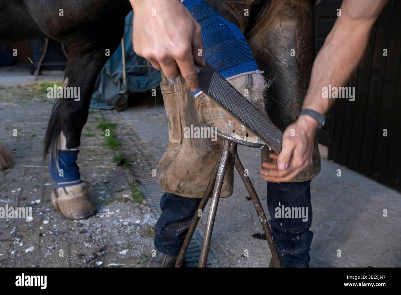 Farrier Check, Trimmen und Ersetzen von Hufeisen am 20. Mai 2025 in Bucknell, Shropshire, Vereinigtes Königreich. Hier reißt der Farmer, der mit seinem mobilen Geschäft einen Hausbesuch macht, nach dem Trimmen mit einer Raspel das Huffleisch ab. Farrier Jim McKnight ist ein Dip WCF-qualifizierter Spezialist für Pferdehaltung. Neben dem Trimmen und Anpassen von Hufeisen kombiniert der Farrier Schmiedefähigkeiten mit anatomischen und physiologischen Kenntnissen, um die Füße und unteren Gliedmaßen des Pferdes zu pflegen und so jedem einzelnen Pferd Komfort zu bieten. Stockfoto