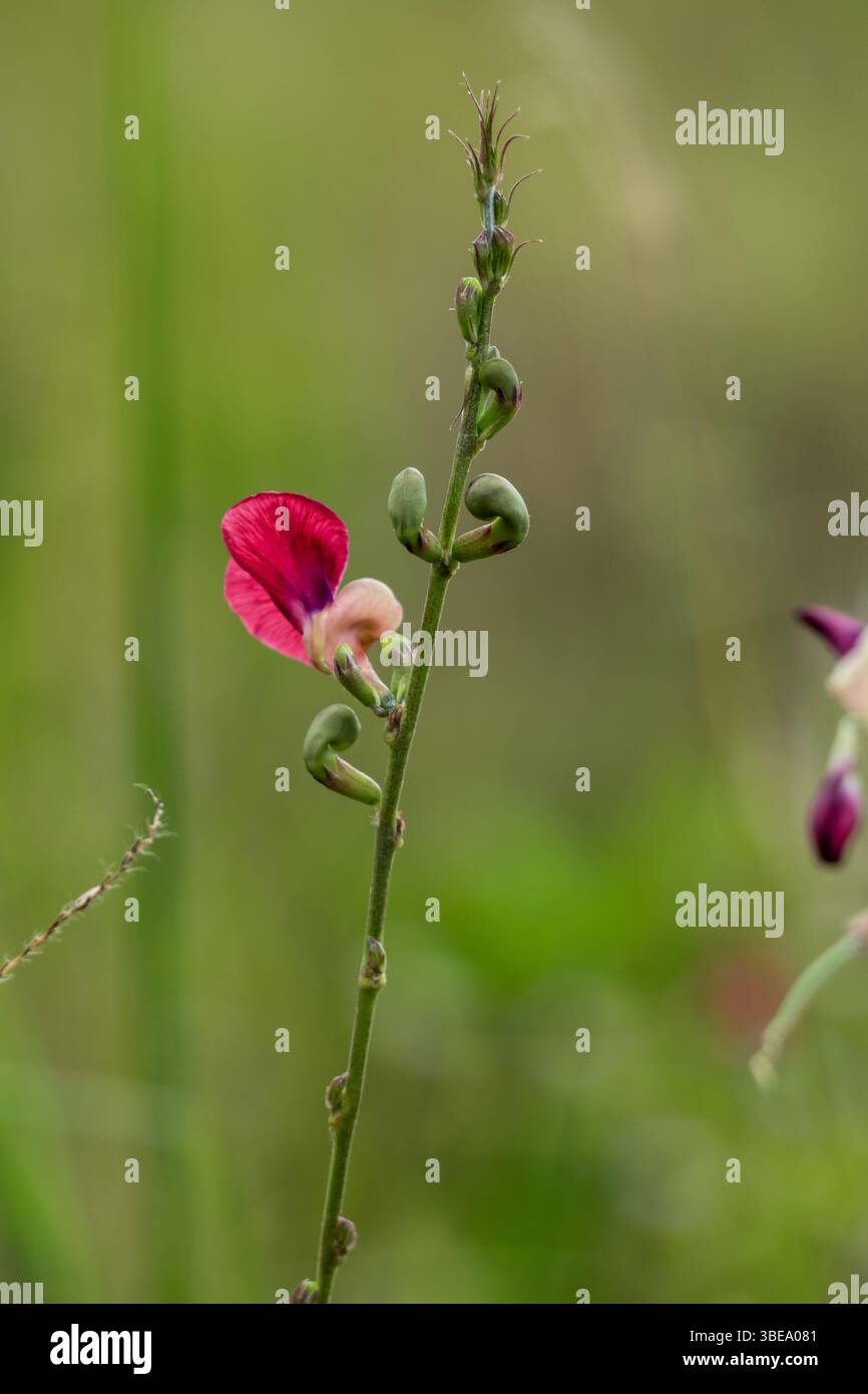 Die scharlachrote Bohnenblüte wächst auf getrockneten Ödland entlang der Straße Stockfoto