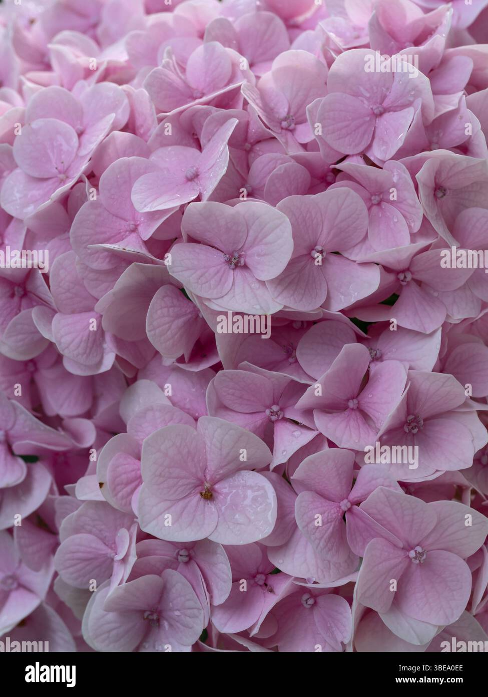 Nahaufnahme eines Blumenstraußes aus rosa Hortensie Stockfoto