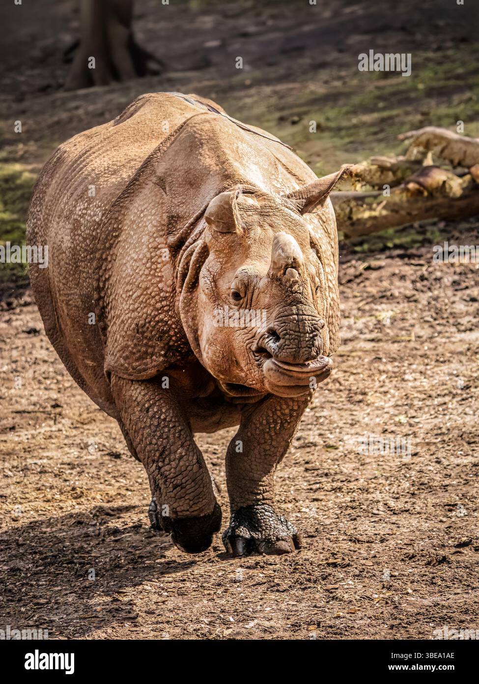 Ein mächtiges Nashorn geht selbstbewusst auf trockenem Boden und unterstreicht seine Stärke und Widerstandsfähigkeit in der Natur Stockfoto