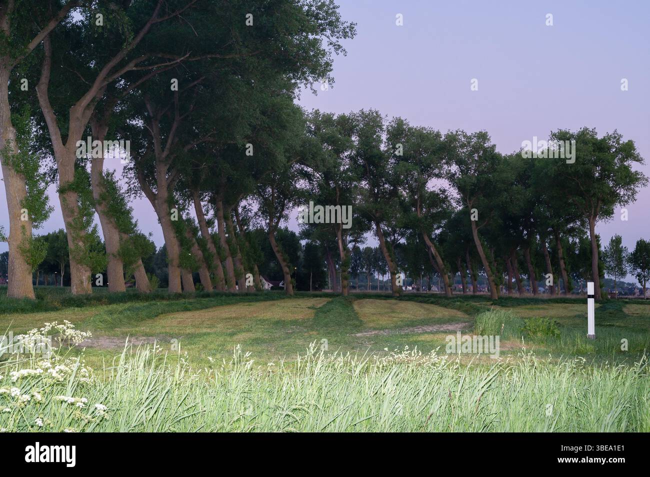 Ein ruhiger Blick auf üppige Bäume an einem weiten Feld in der Abenddämmerung, die Schönheit der Natur und einladende Ruhe bieten Stockfoto