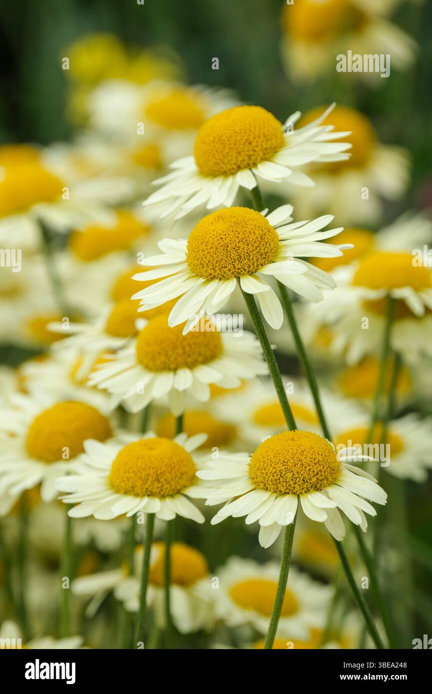 Anthemis Tinctoria E.C. Buxton, goldener Marquerit, Färberkamille EC Buxton, zitronengelbe Blüten wie Gänseblümchen Stockfoto
