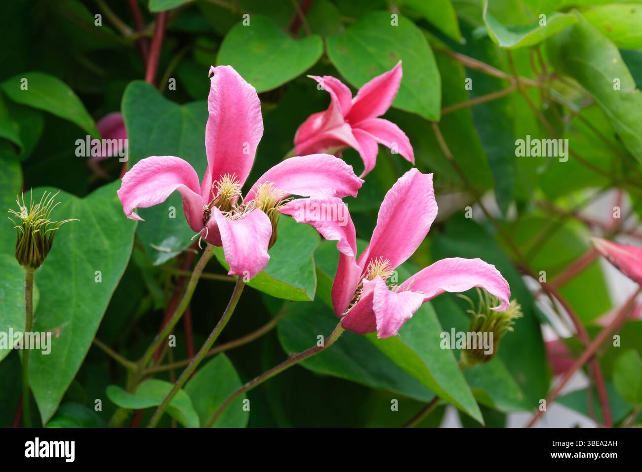 Clematis Prinzessin Diana, tiefrosa trompetenförmige Blüten mit hellmalvenrosa Rändern im Hochsommer Stockfoto