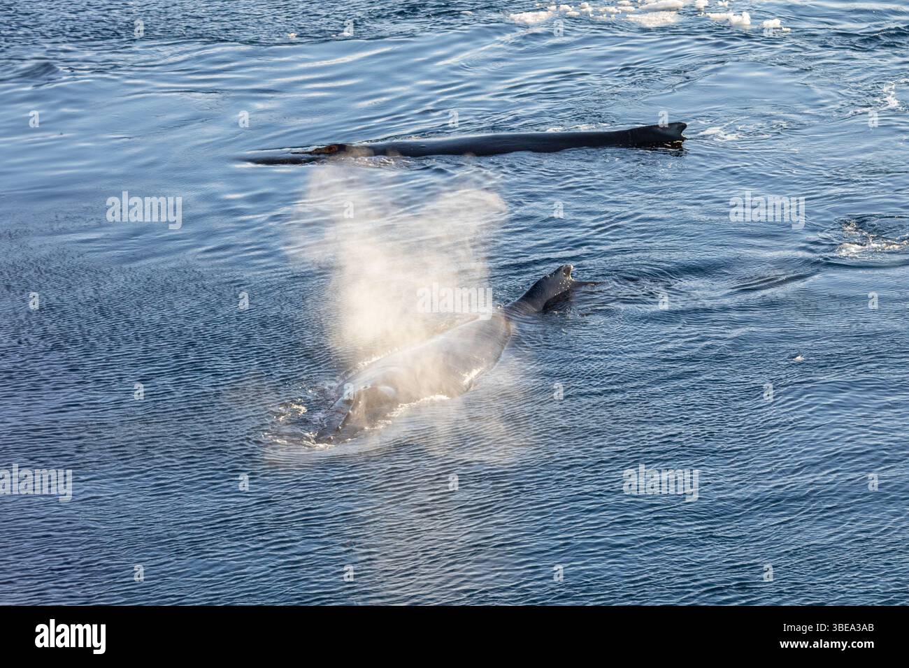 Buckelwal (Megaptera novaeangliae) und Kalb vor der antarktischen Halbinsel. Stockfoto