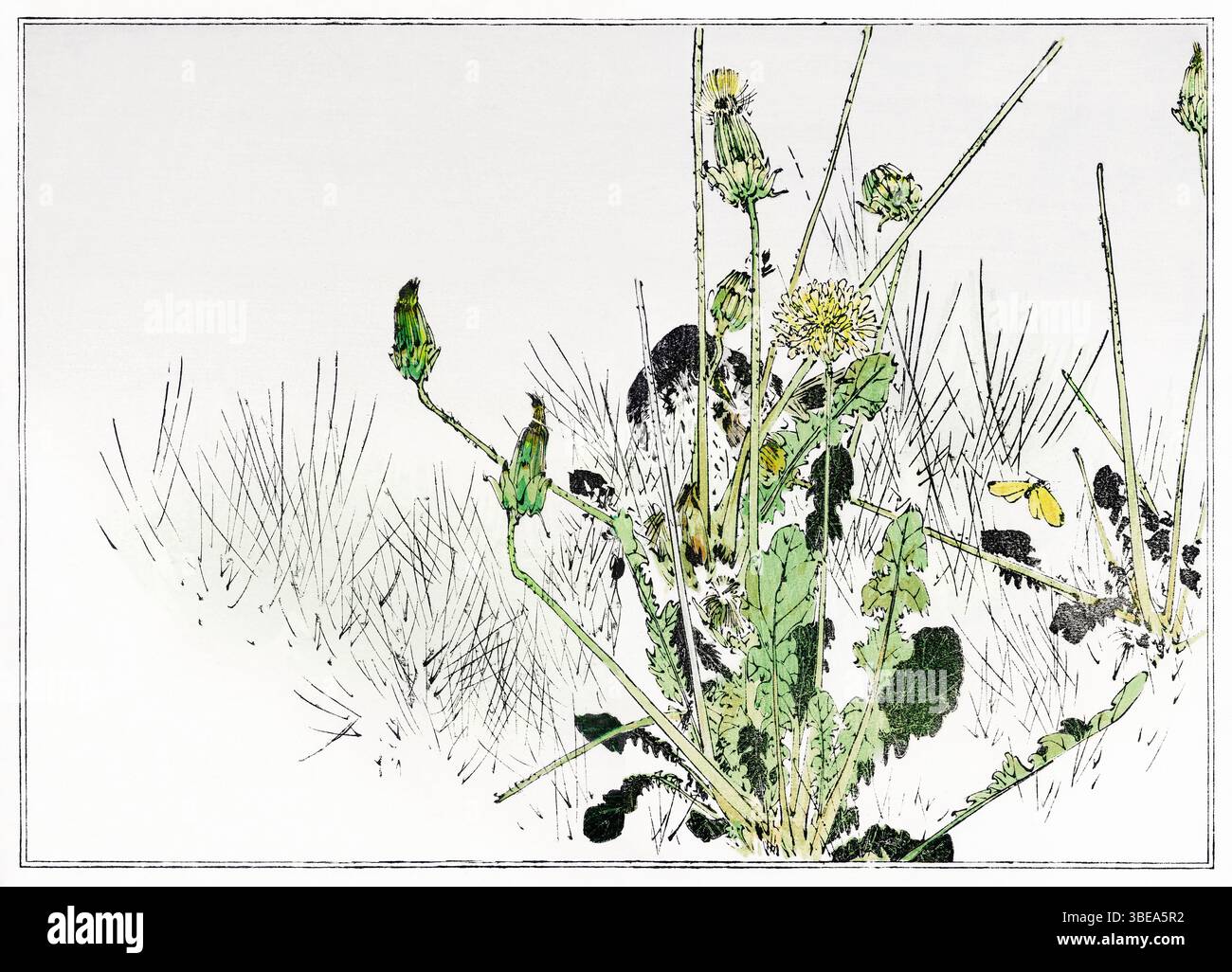 Restaurierte antike Illustration wilder Löwenzahn von Watanabe Seitei (1890), aus Seitei Kacho Gafu - empfindliche japanische botanische Kunst aus der Meiji-Ära in Tinte Stockfoto