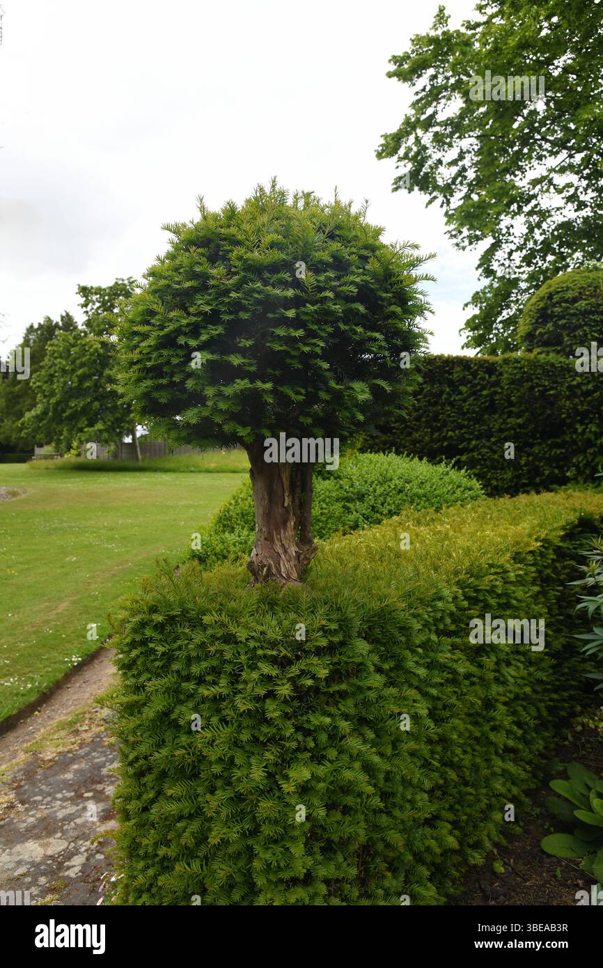 Eibenbaum und Hecke Stockfoto