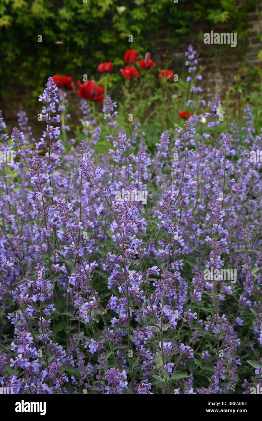 Nepeta cataria Stockfoto