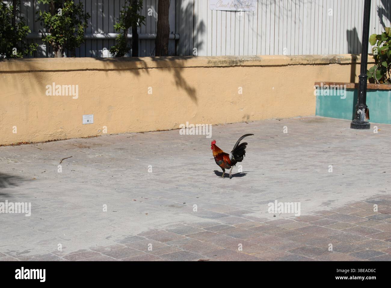 Key West-Hahn Stockfoto