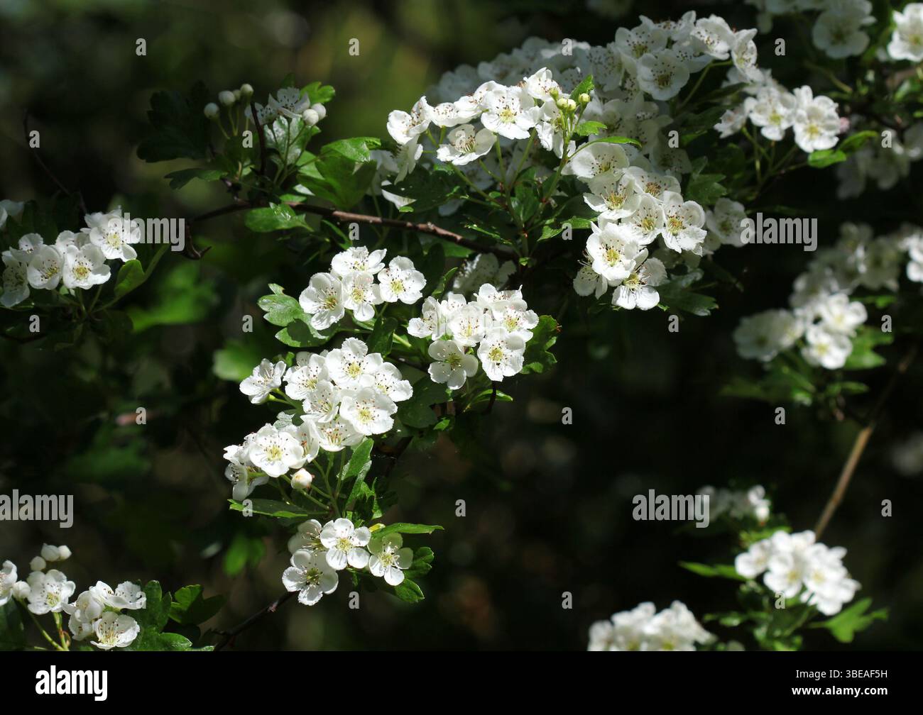 Die schönen weißen Blüten des Weißdornbaums, Crataegus monogyna Stockfoto