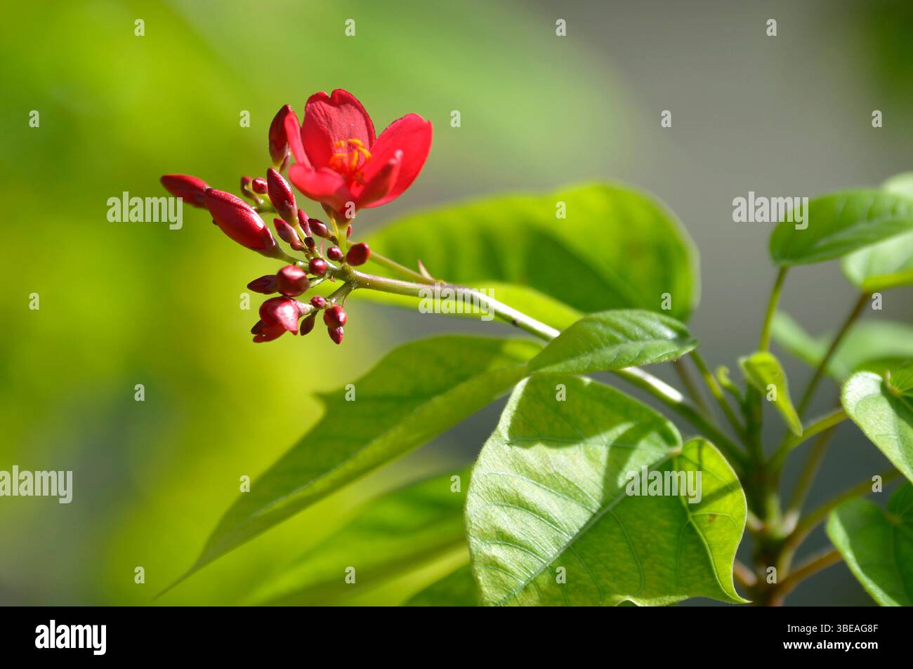 Blume in Raja Empat Inseln, West Papua Provinz, Ost Indonesien. Stockfoto
