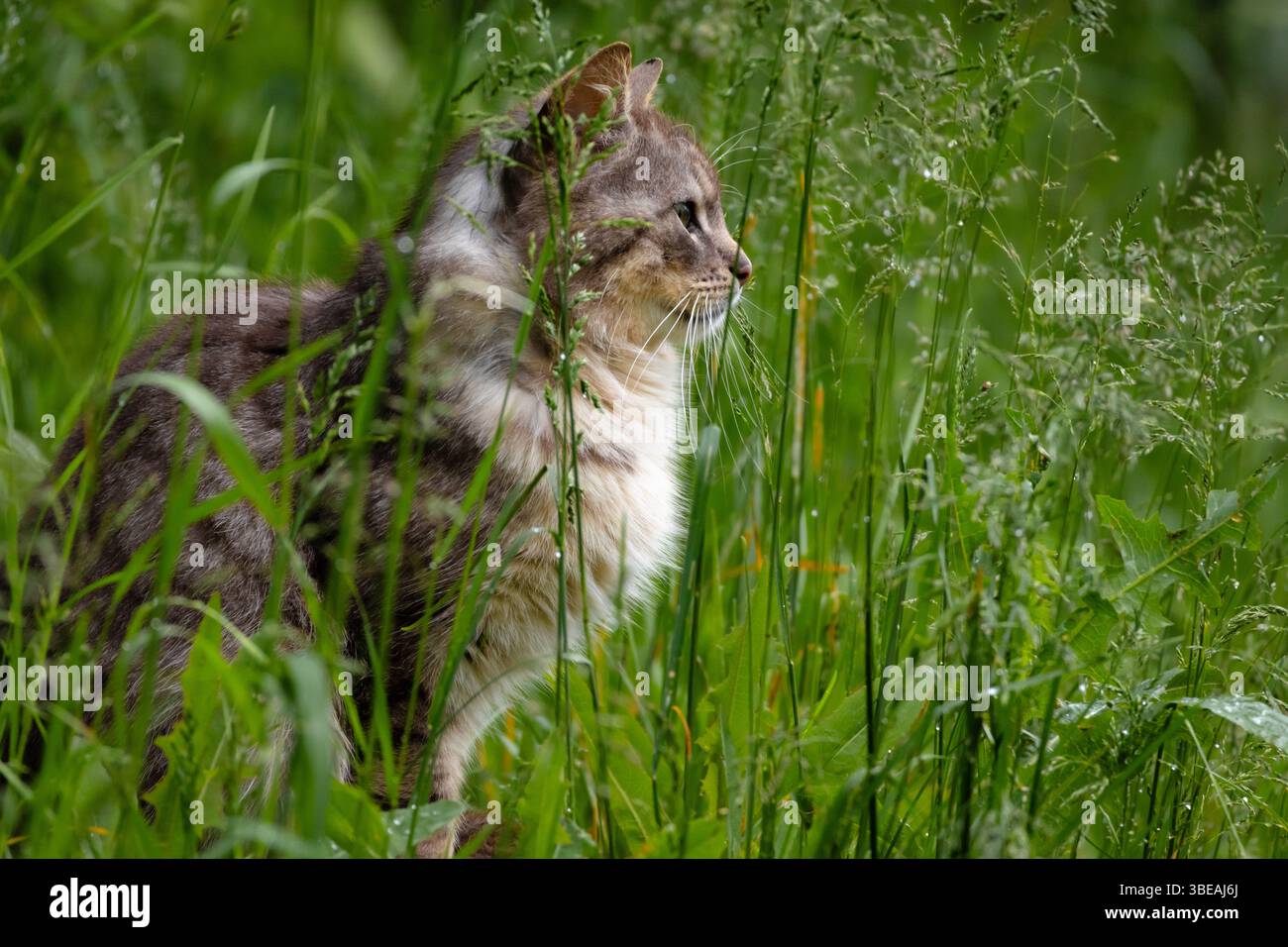 Majestätische langhaarige Tabby-Katze, die wachsam im grünen Gras sitzt, Seitenprofil. Ideal für Haustier-, Natur- und Landleben Stockfoto