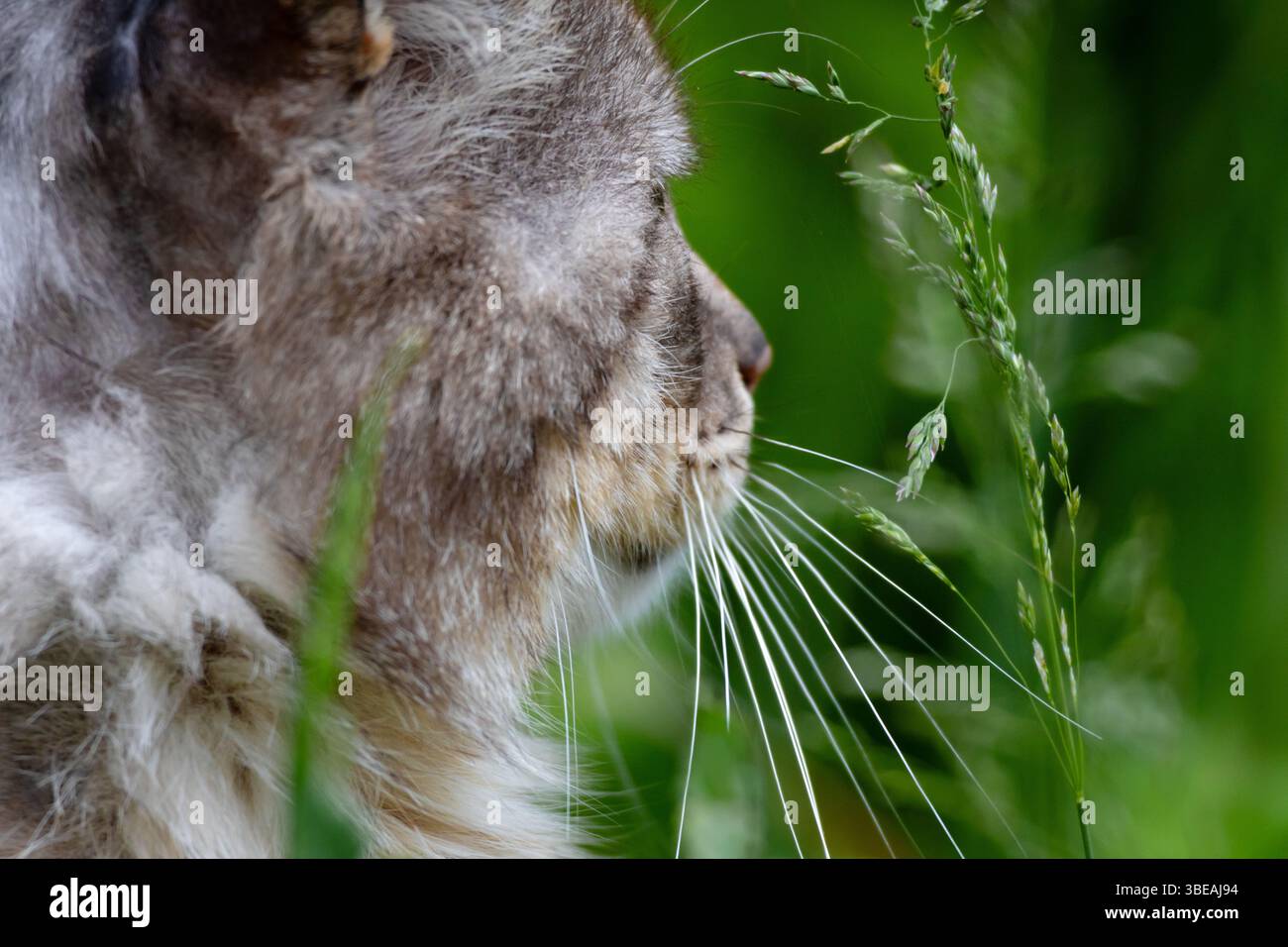 Flauschige Tabbykatze, die in die Ferne starrt, umgeben von üppigem grünem Gras. Eine Mischung aus Eleganz, Wildnis und Gelassenheit Stockfoto