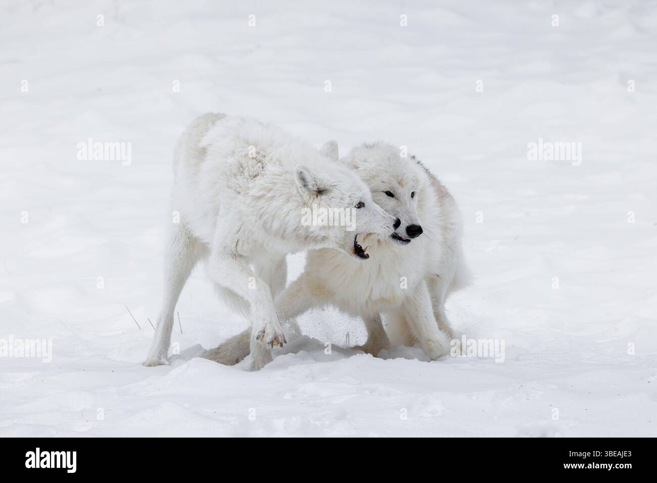 Der arktische Wolf, auch bekannt als weißer Wolf, Polarwolf und arktischer Grauwolf, ist eine Unterart des Grauwolfs, der in der hocharktischen Tundra beheimatet ist Stockfoto