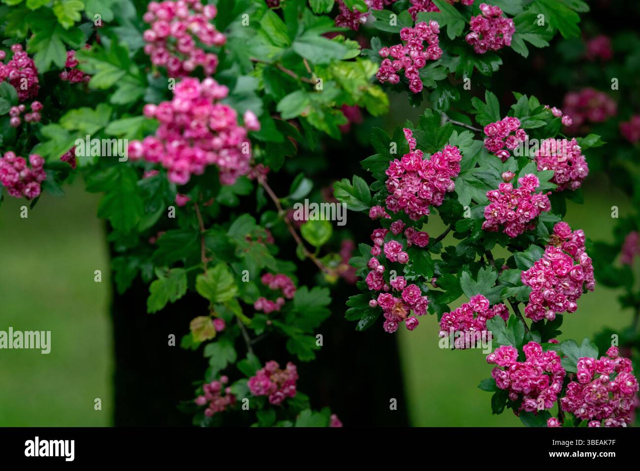 Leuchtend rosafarbene Weißdornblüten blühen in üppigen Clustern und bieten einen atemberaubenden natürlichen Akzent, ideal für Frühlingsthemen, Blumendekor oder Wellness-Bilder Stockfoto