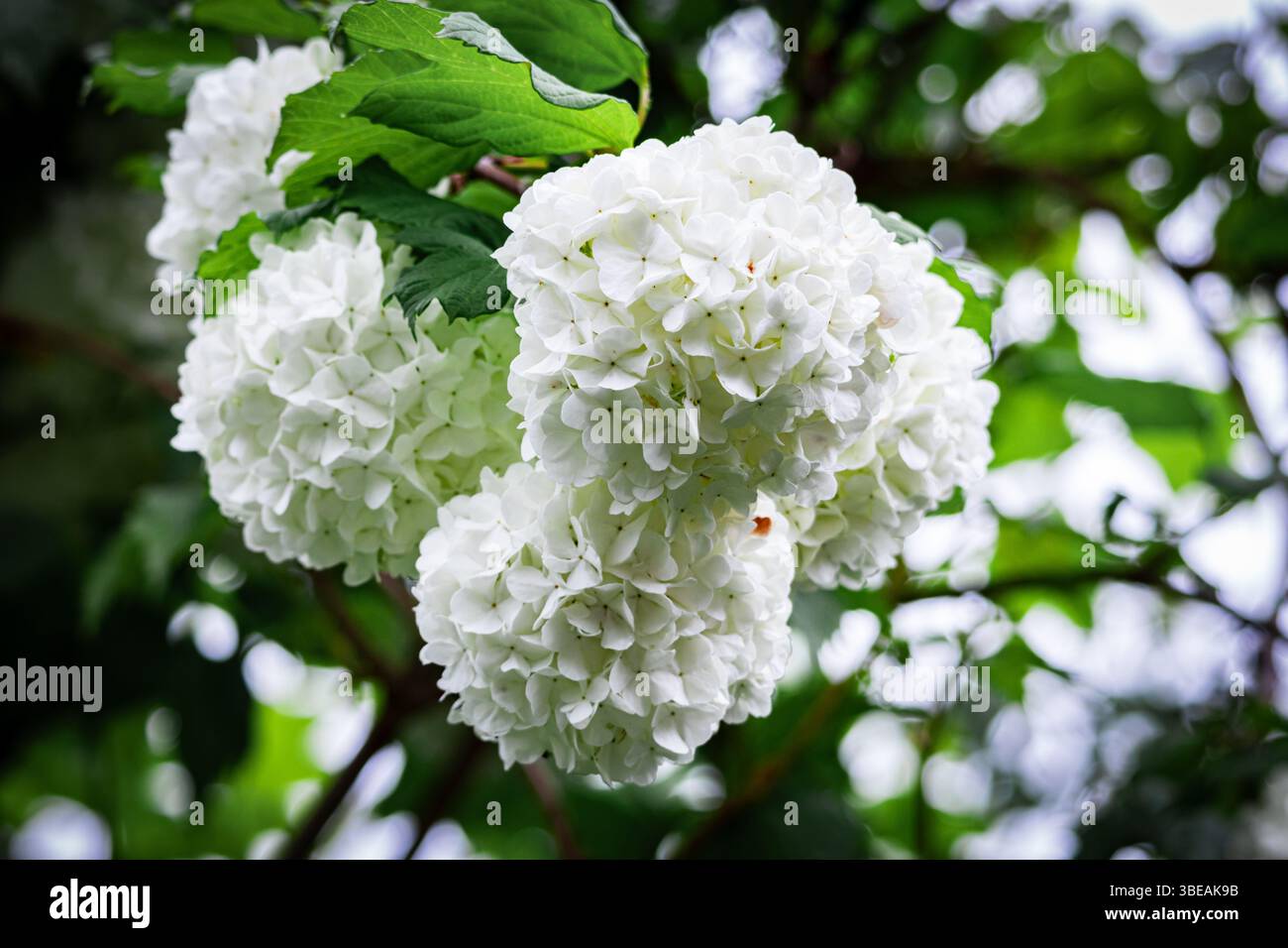 Weiche weiße Schneeballblumen blühen in Gruppen zwischen leuchtend grünen Blättern, ideal für Bilder im Frühling und natürliche Hintergründe. Stockfoto