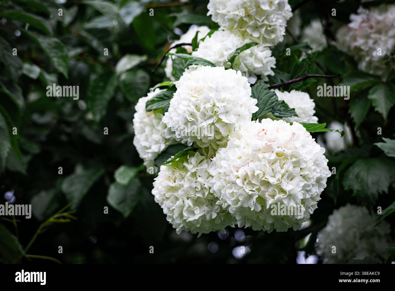 Eine Gruppe von leuchtenden weißen Schneeballviburnum-Blüten umgeben von frischen grünen Blättern, die bei Tageslicht mit satter Tiefe und Klarheit erfasst werden Stockfoto