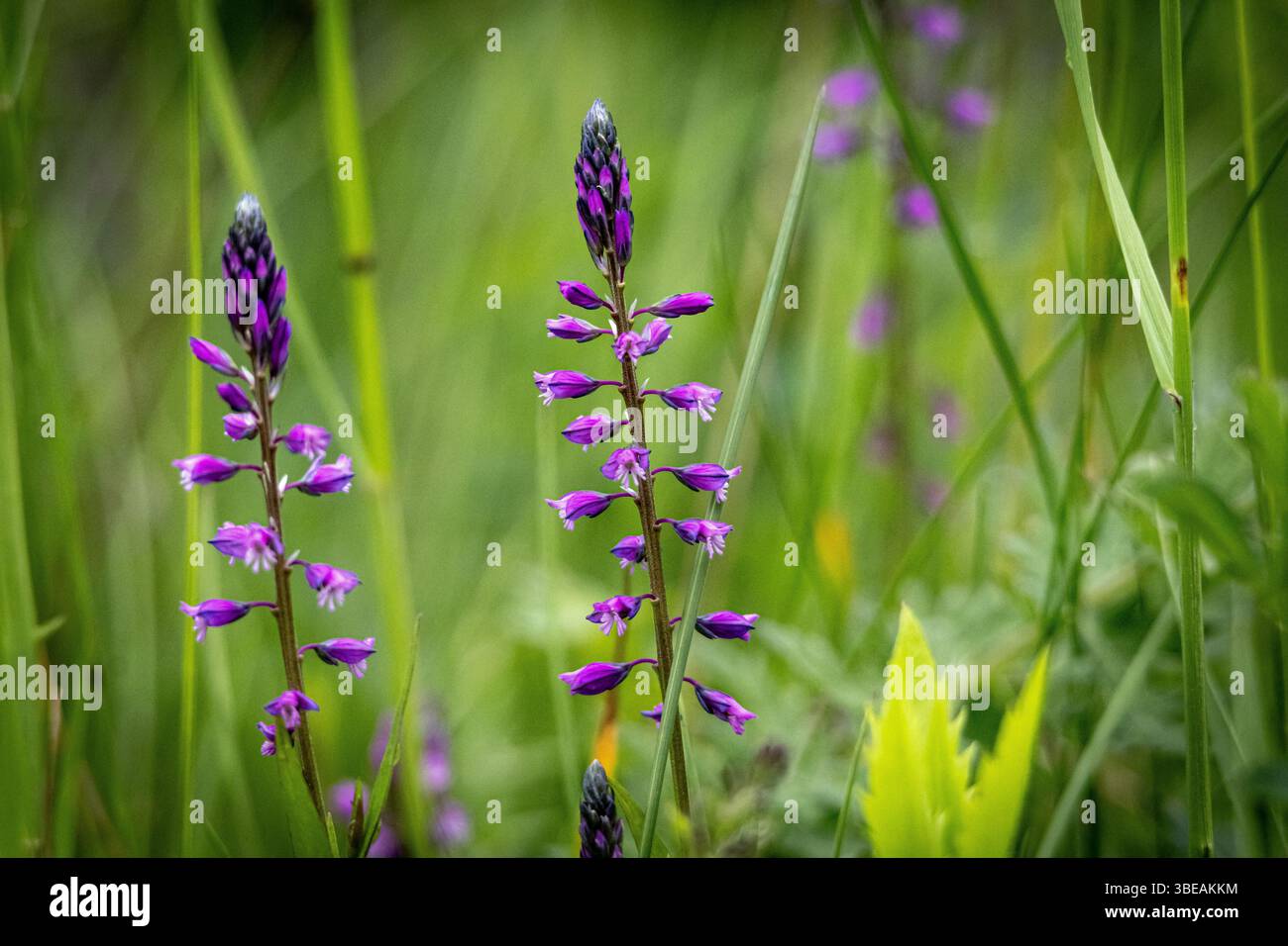 Zwei blühende wilde violette Blüten auf einer grünen Wiese, erfasst mit geringer Tiefe des Feldes. Natürlich, frisch und ideal für saisonale Naturinhalte Stockfoto Zwei blühende wilde violette Blüten auf einer grünen Wiese, erfasst mit geringer Tiefe des Feldes. Natürlich, frisch und ideal für saisonale Naturinhalte Stockfoto