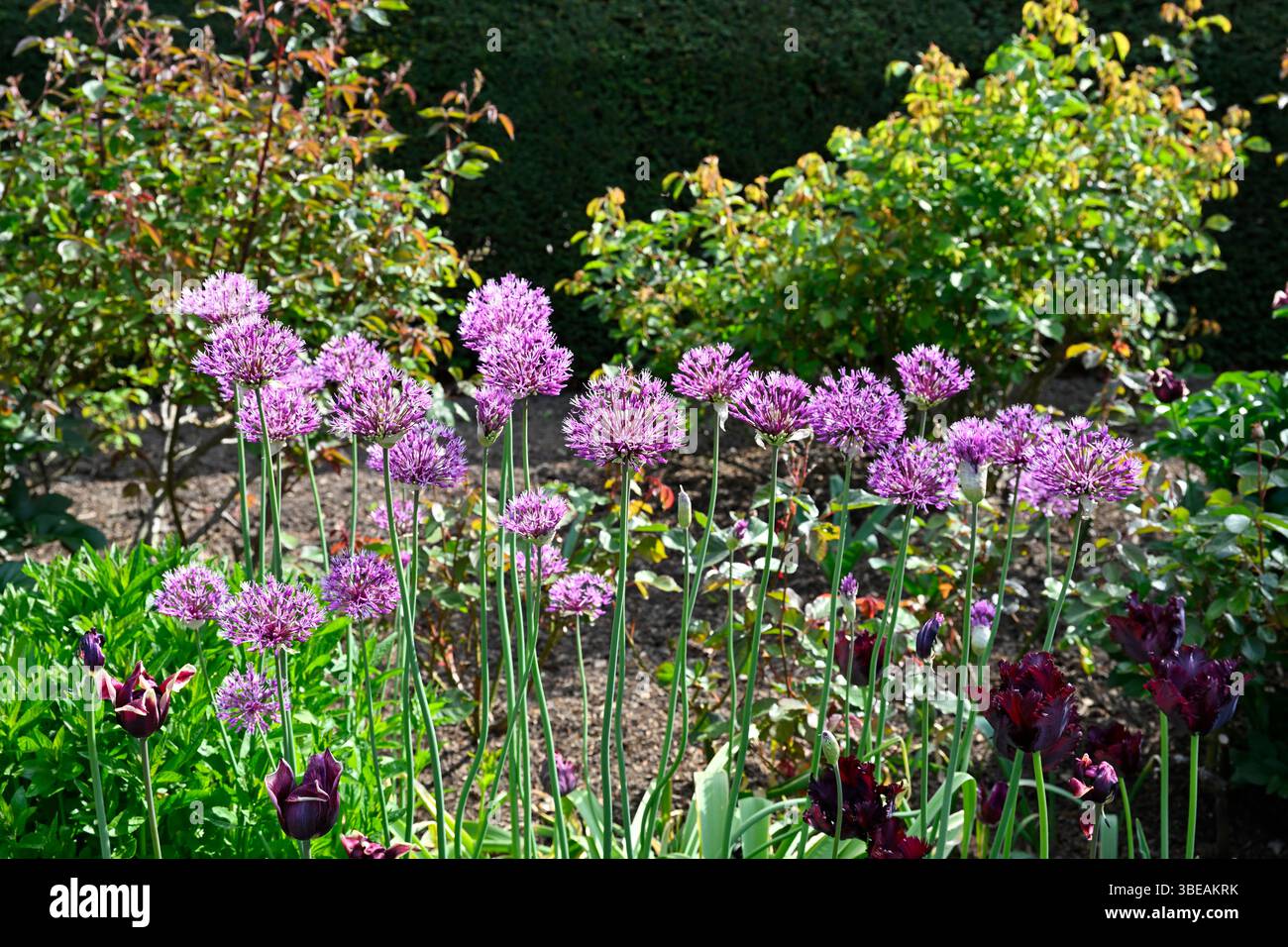 Mauve / lila Frühlingsblumen von Zierzwiebeln, Allium hollandicum oder Allium aflatunense mit dunklen Tulpen und Rosenbüschen UK Garden Mai. Stockfoto