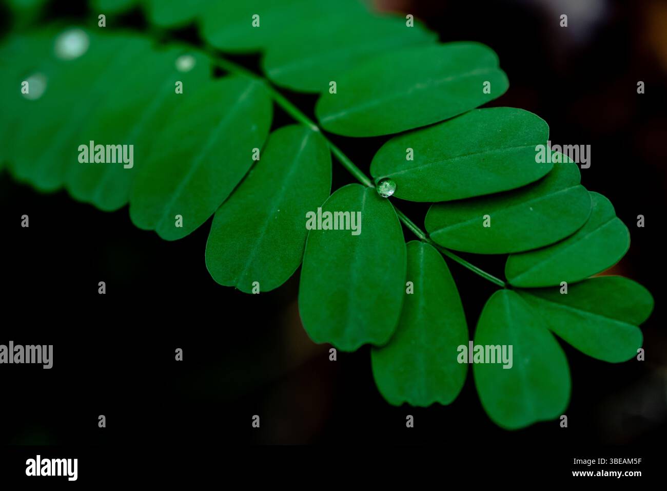 Nahaufnahme einer lebendigen grünen Blattstruktur mit natürlicher Symmetrie und intensivem Kontrast Stockfoto
