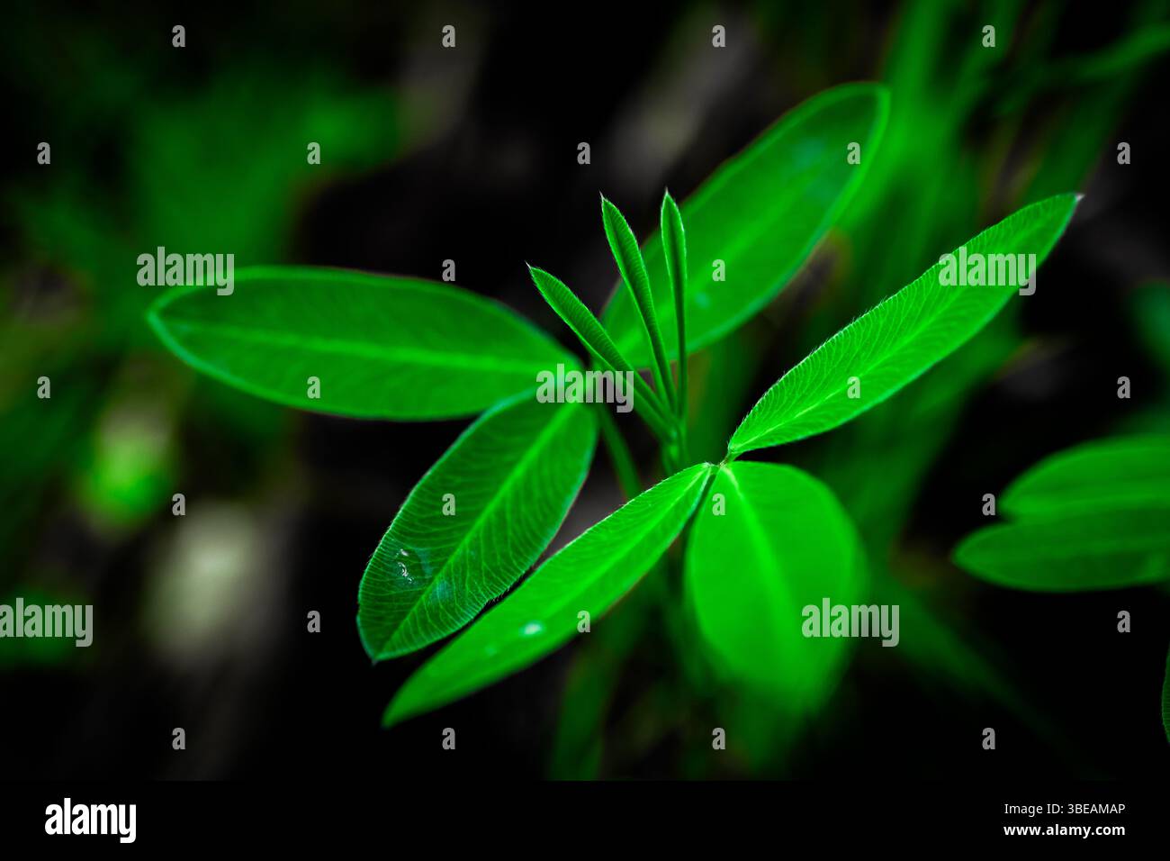 Lebendige grüne Lupinen mit scharfem Makrofokus vor dunklem Hintergrund, die Textur und Struktur betonen Stockfoto