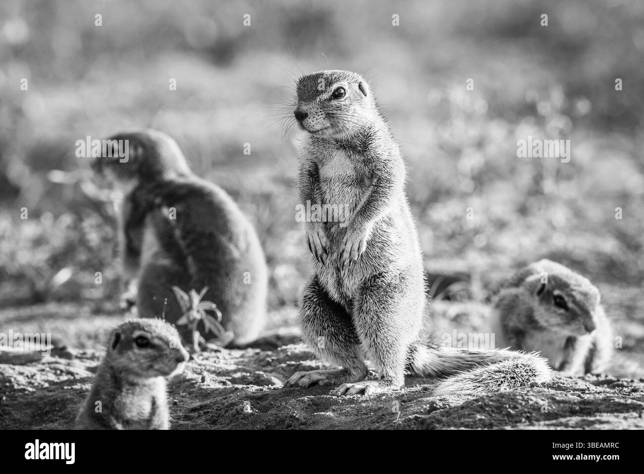 Eichhörnchen im Sand in Schwarz und weiß im Kgalagadi Transfrontier Park, Südafrika, Afrika Stockfoto
