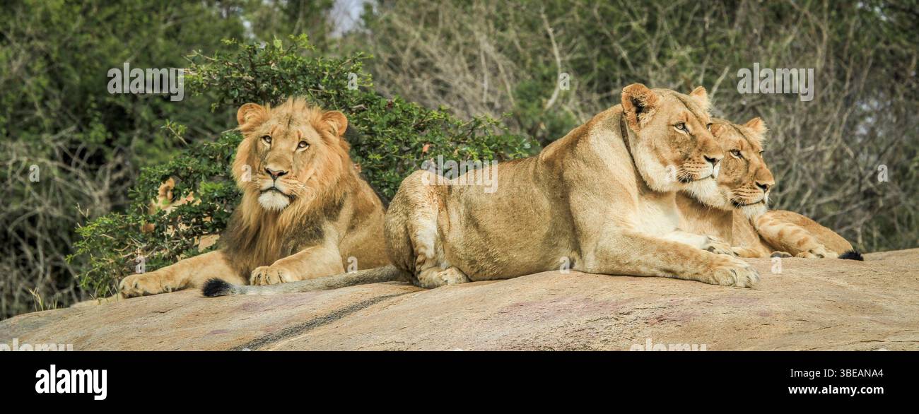 Löwen auf den Felsen im Selati Game Reserve, Südafrika, Afrika Stockfoto