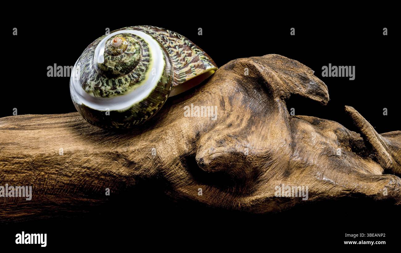 Polierte GRÜNE JADE Banded Turbo EINSIEDLERKREBSE Sea Shell auf Treibholz vor schwarzem Hintergrund, Ukraine, Europa Stockfoto
