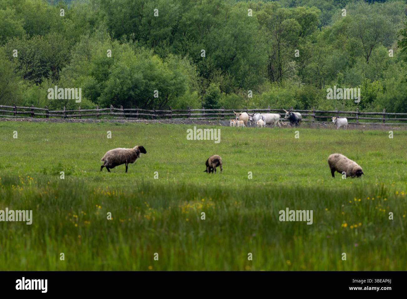 Schafe weiden im Vordergrund und weiße Kühe in der Ferne auf einer üppig grünen Weide, umgeben von Wald und einem Holzzaun. Stockfoto