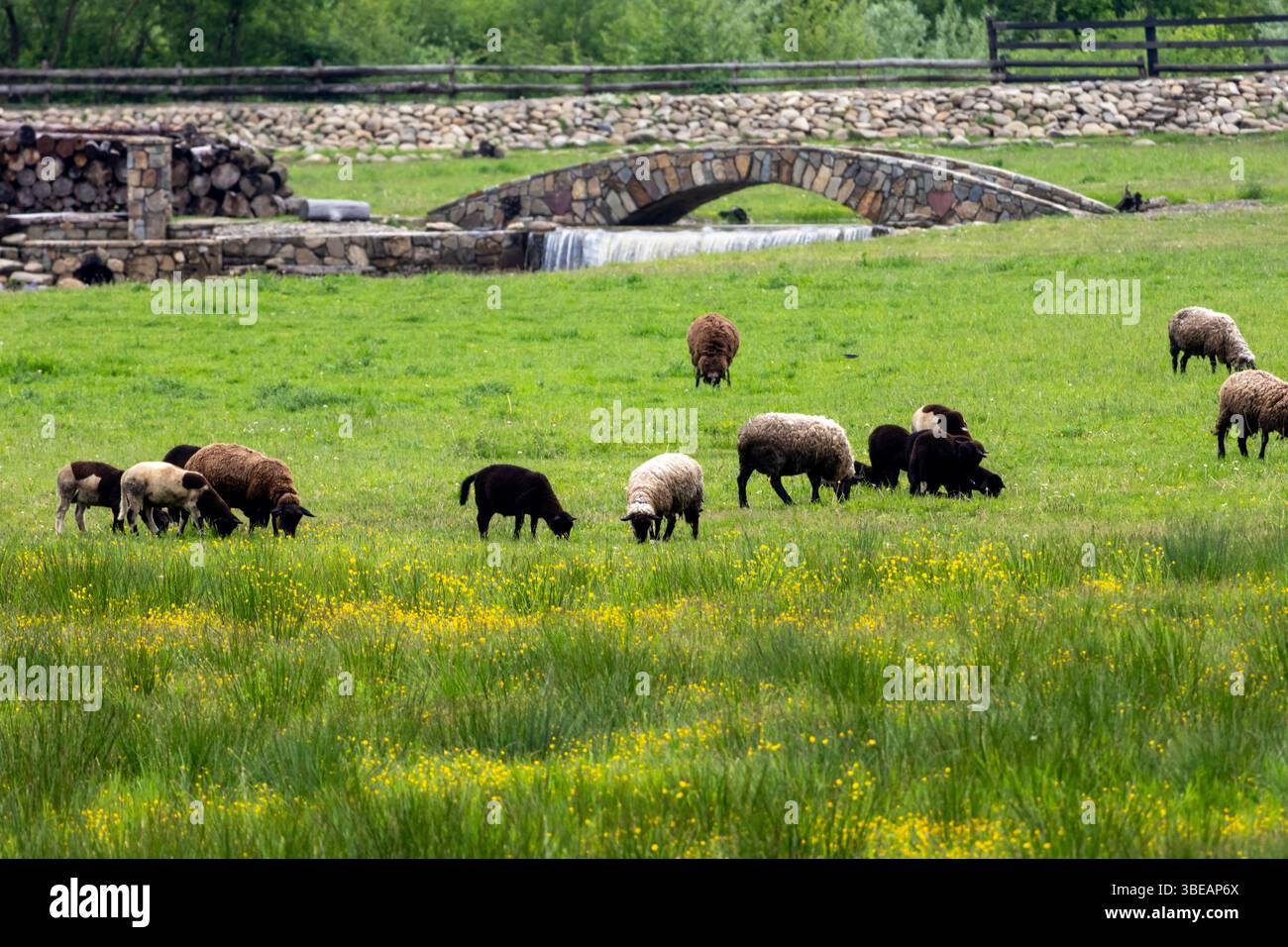 Schaf-Gruppe weidet auf einer üppig grünen Wiese mit blühenden gelben Blumen, einer Steinbrücke und einem kleinen Bach im Hintergrund. Stockfoto