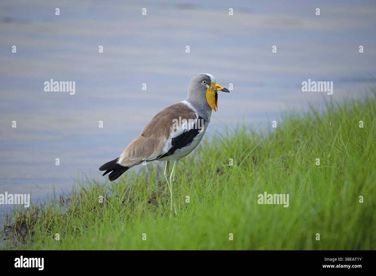 Weißgekrönter Kiefer (Vanellus albiceps) Stockfoto