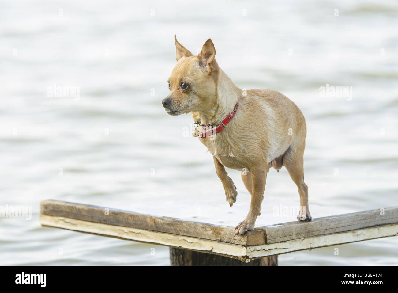 Zwerg Chihuahua Hund stehend auf Holztisch in der Nähe des Flusses versucht, daraus zu springen Stockfoto