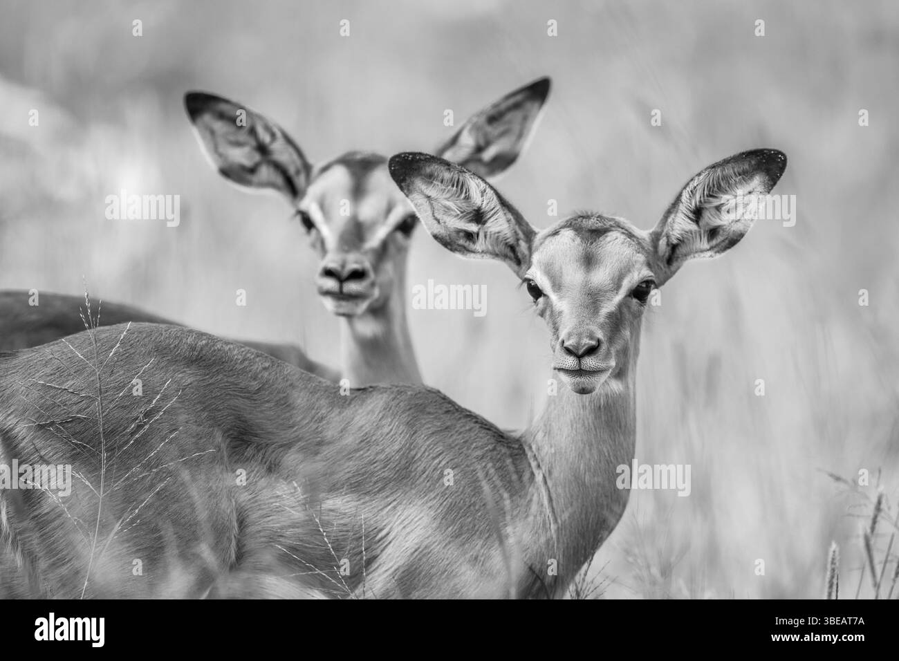 Zwei Baby-Impalas mit der Kamera in Schwarz-weiß im Kruger-Nationalpark, Südafrika, Afrika Stockfoto