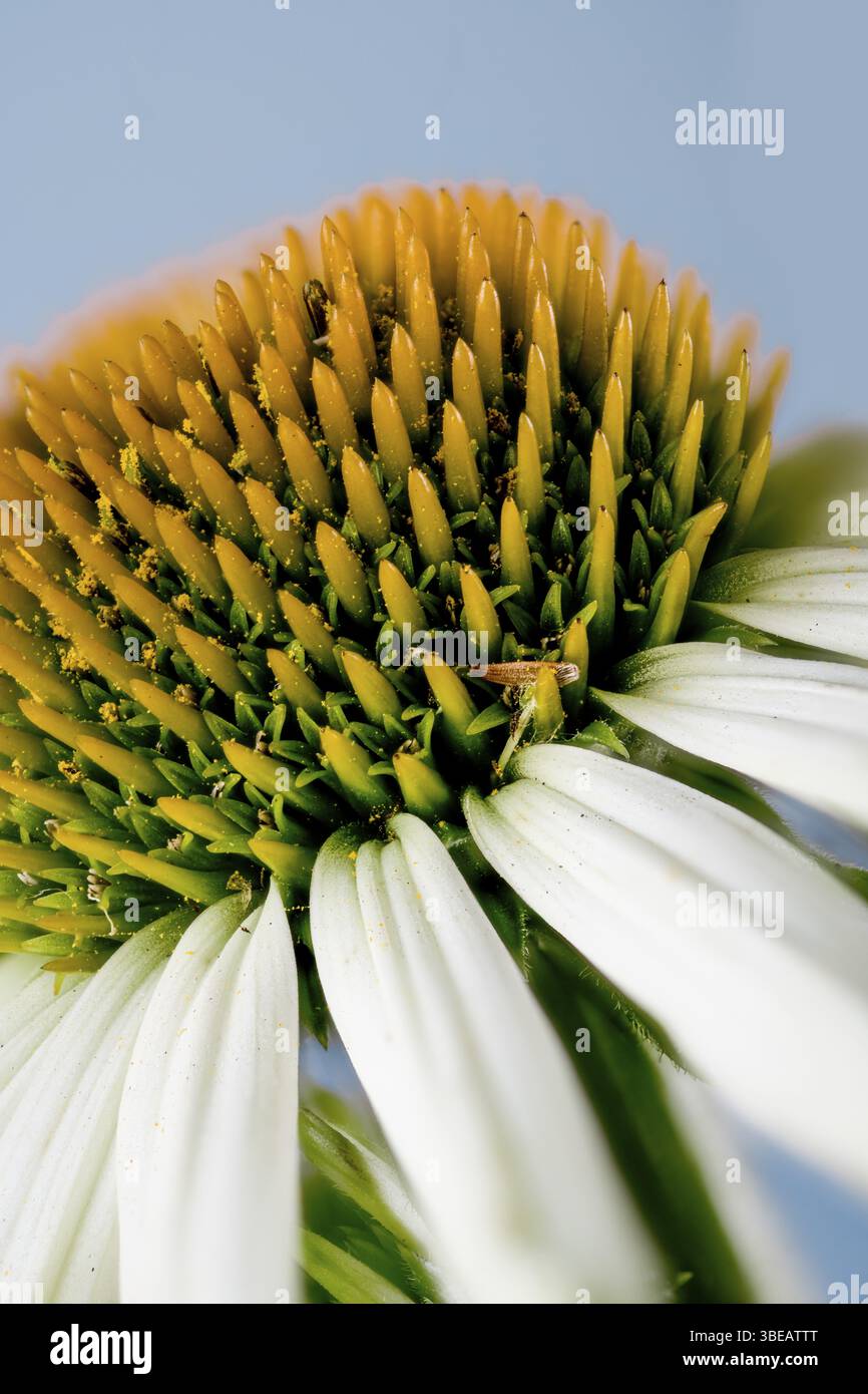 Echinacea purpurea, weiße Gartenform, Igelkopf (Echinacea purpurea) Stockfoto
