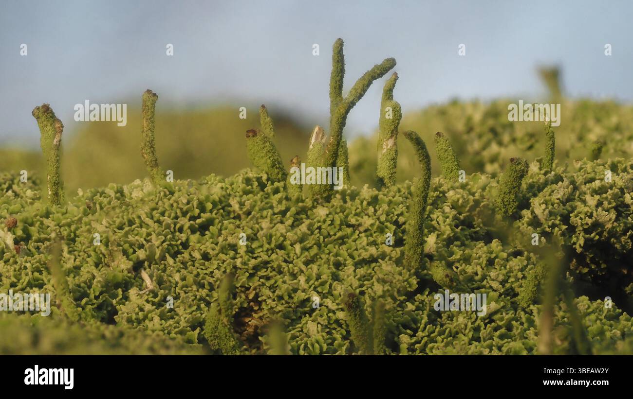 Häufige Säulenflechte (Cladonia coniocraea) Stockfoto