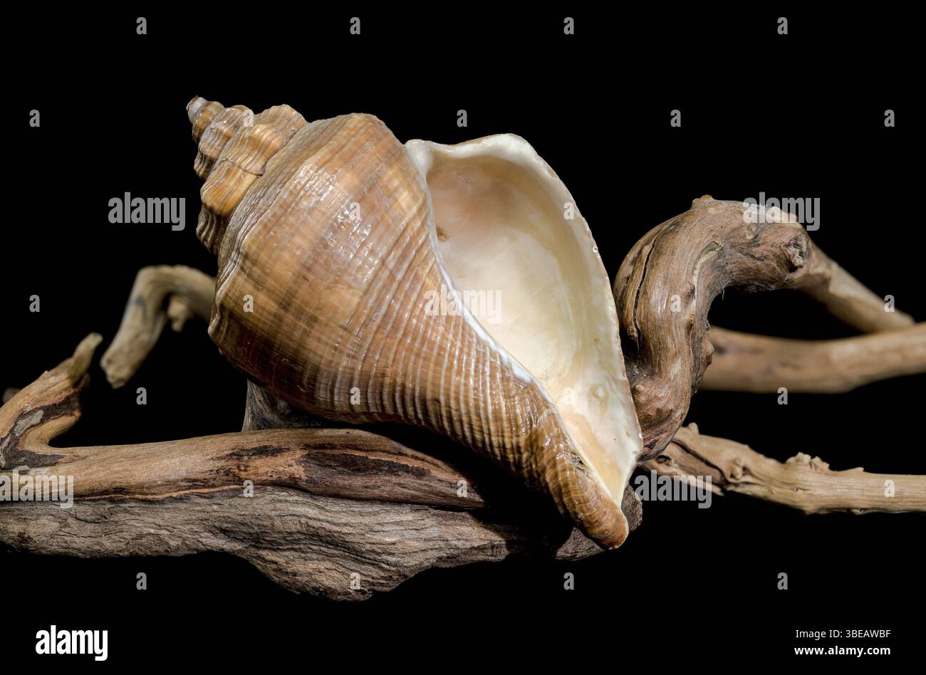 Eine polierte Hemifusus-Tuba-Schale auf robustem Treibholz vor schwarzem Hintergrund, die ihre glatte Textur und natürliche Brauntöne hervorhebt Stockfoto