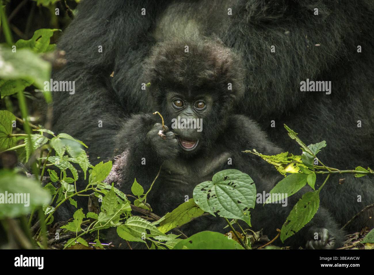 Baby Mountain Gorilla liegt mit seiner Mutter im Virunga-Nationalpark in der Demokratischen Republik Kongo Stockfoto