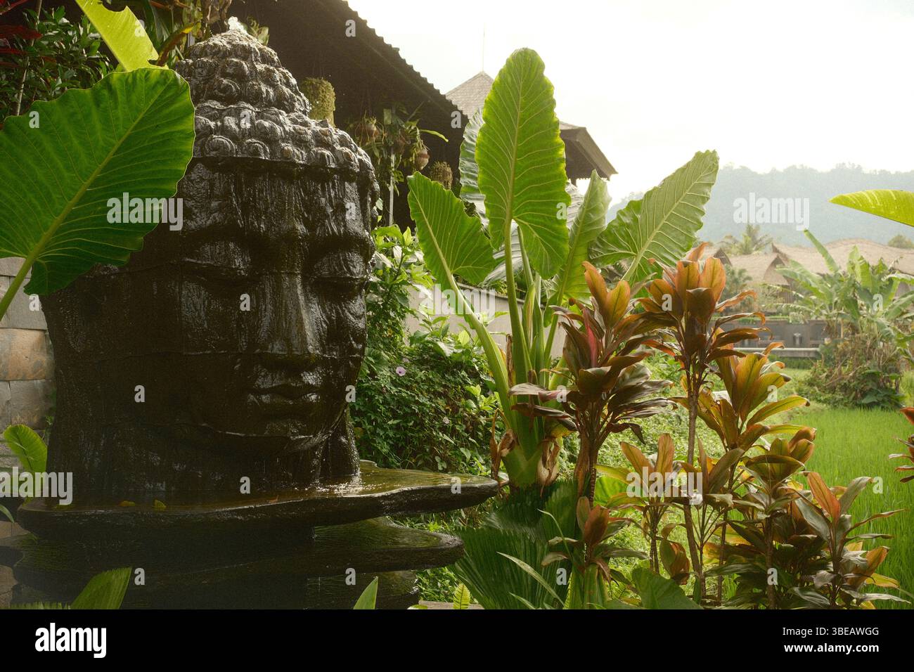 Buddha-Kopf-Brunnen in einem tropischen Garten Stockfoto