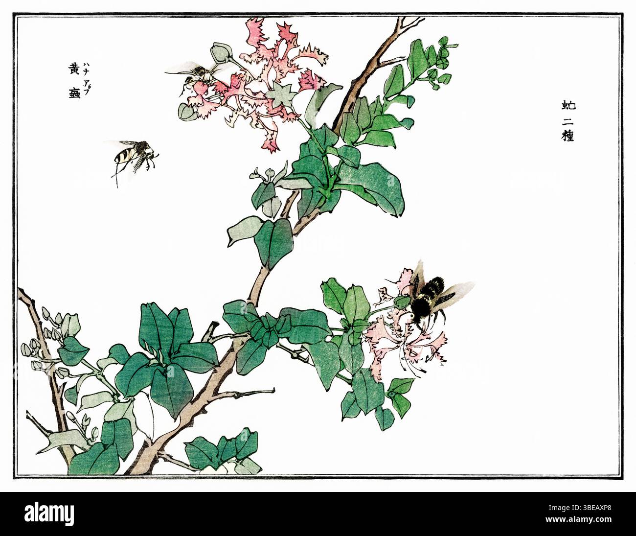 Detaillierte Pferdefliege Illustration von Morimoto Toko, 1910 - Vintage-japanischer Kacho-GA-Druck von Churui Gafu, traditionelle Tusche Insektenkunst digital restauriert Stockfoto